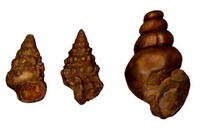 Cerithium aptiense